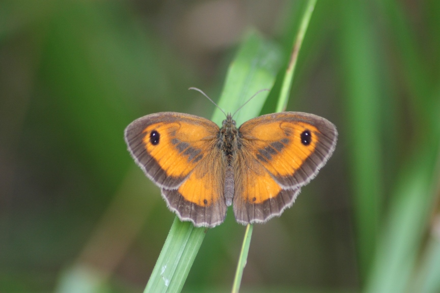 Pyronia tithonus??